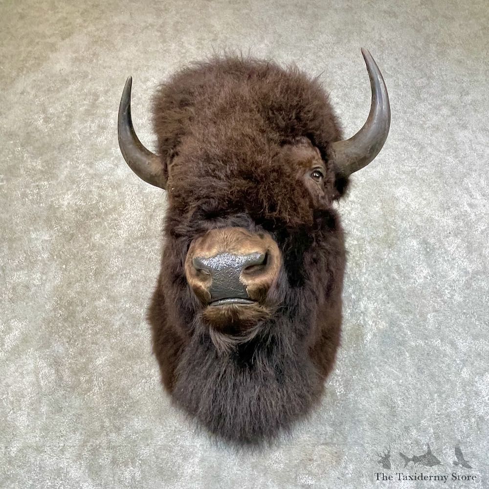 American Buffalo Bison Shoulder Mount For Sale #25708 @ The Taxidermy Store