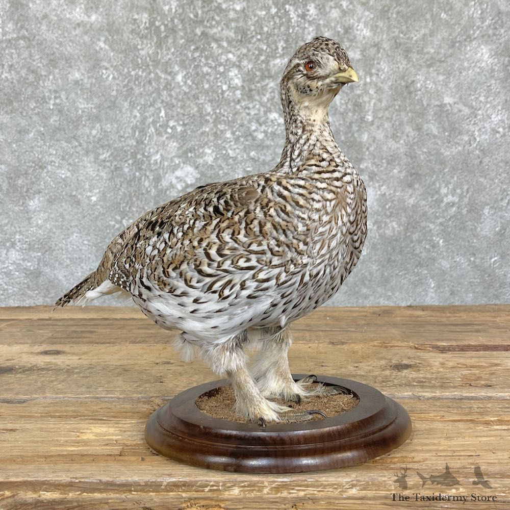 Sharp-tailed Grouse Taxidermy Mount For Sale #26462 @ The Taxidermy Store