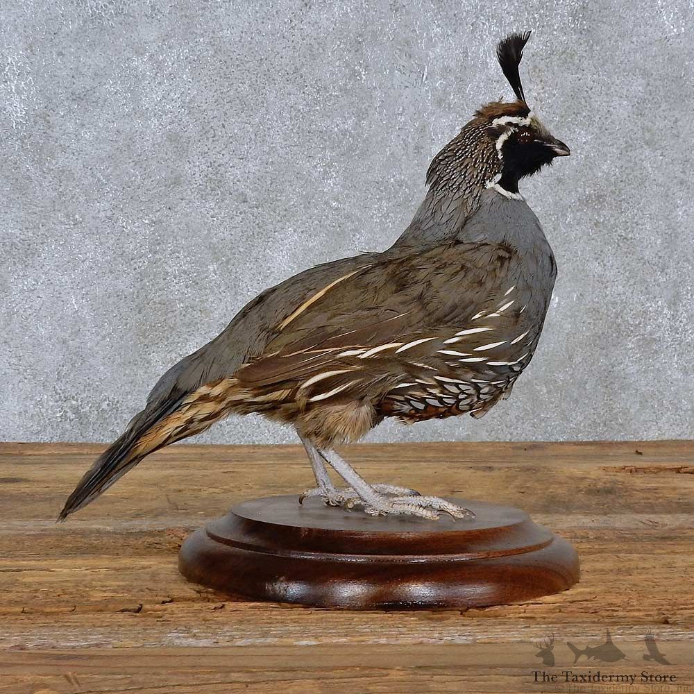 California Quail Bird Mount For Sale #15227 @ The Taxidermy Store