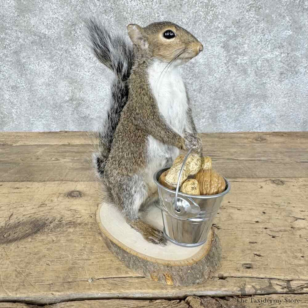 Grey Squirrel Novelty Mount For Sale #30591 @ The Taxidermy Store