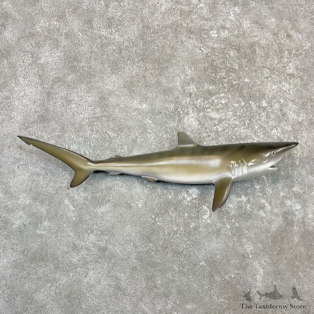 Reproduction Shortfin Mako Shark Mount For Sale #27257 @ The Taxidermy Store