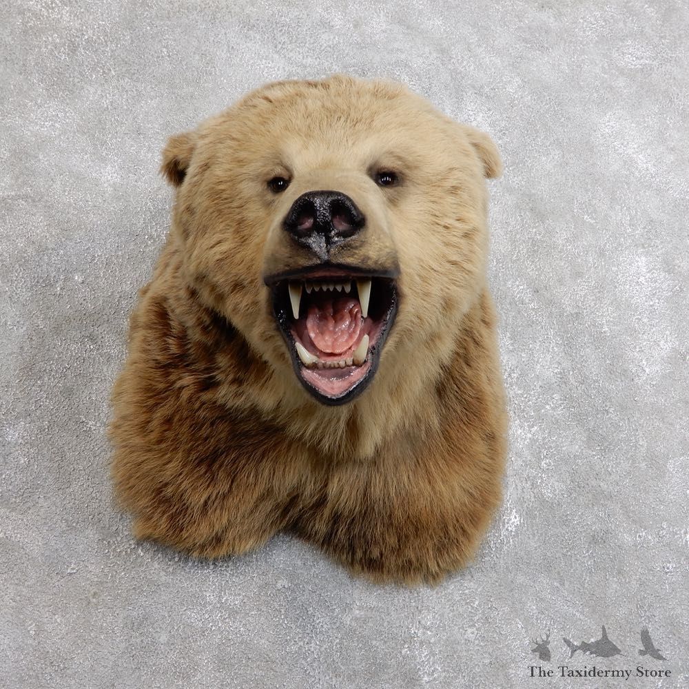 Grizzly Bear Shoulder Mount For Sale #18568 @ The Taxidermy Store