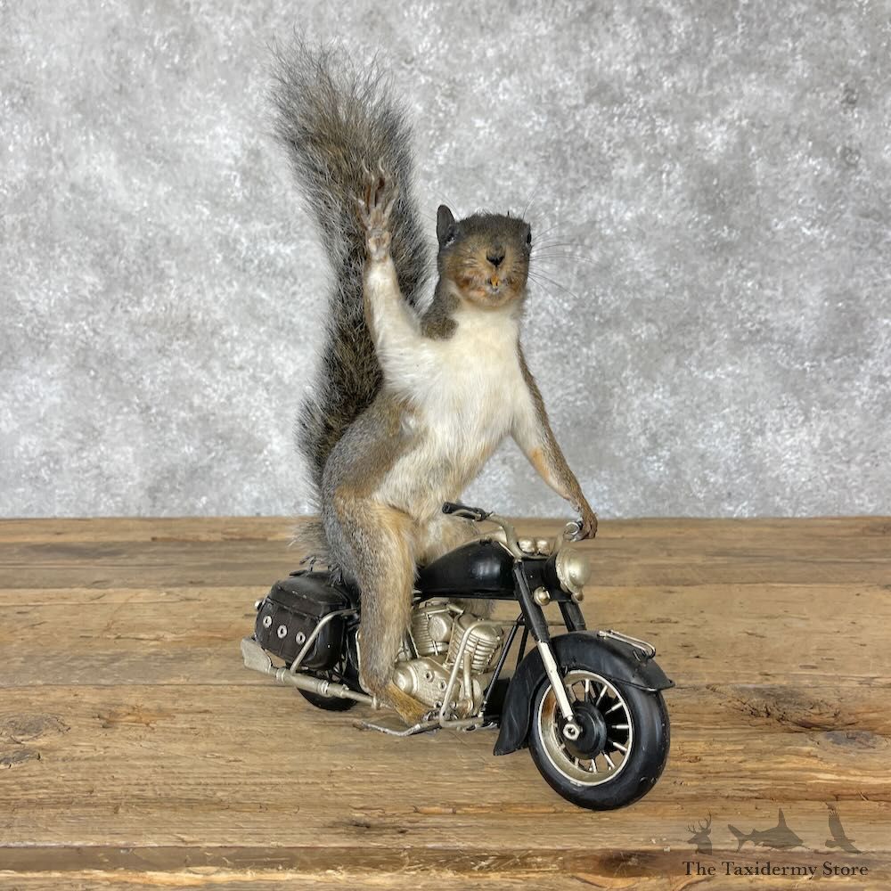 Novelty Grey Squirrel Mount For Sale #28370 @ The Taxidermy Store