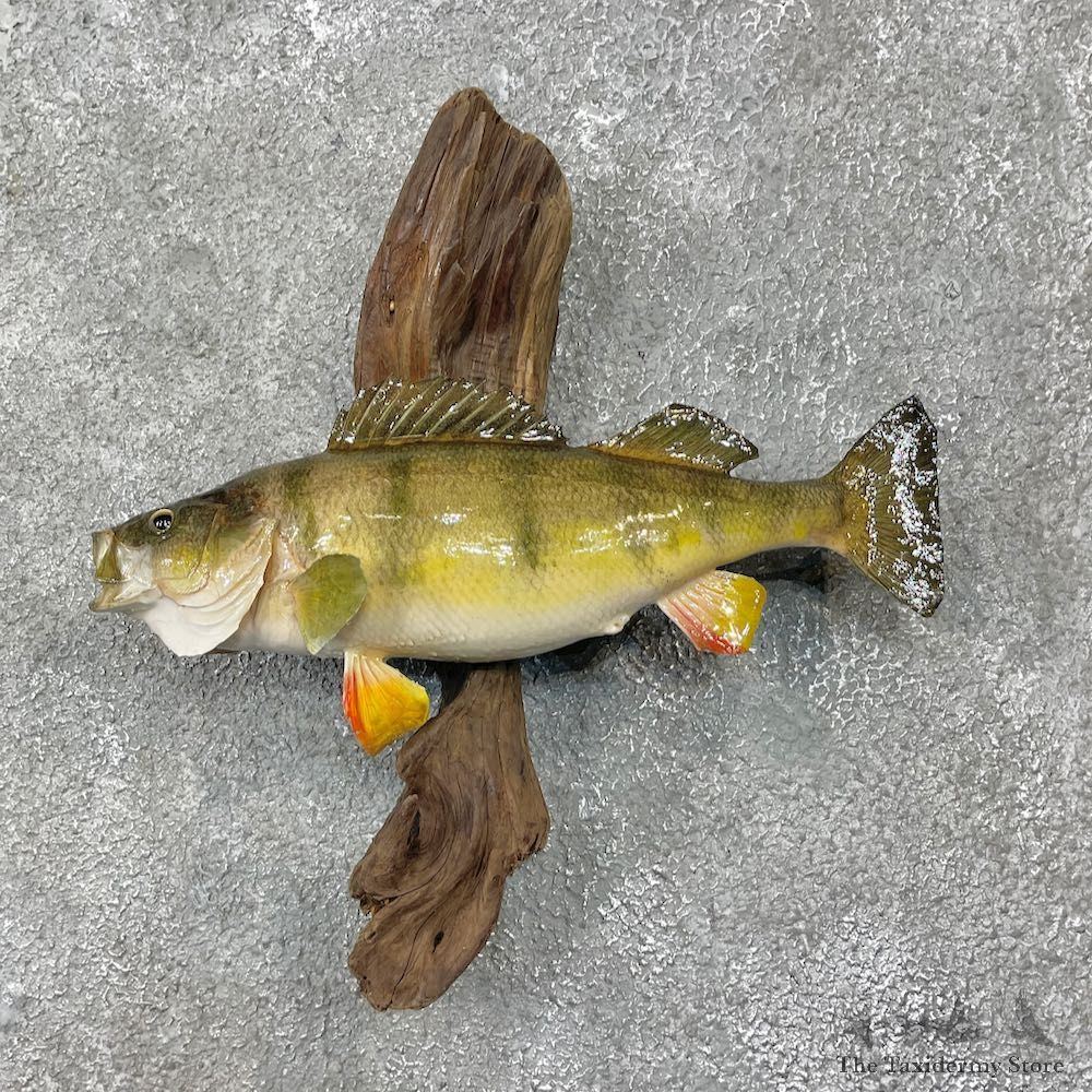 Yellow Perch Fish Mount For Sale #25569 @ The Taxidermy Store