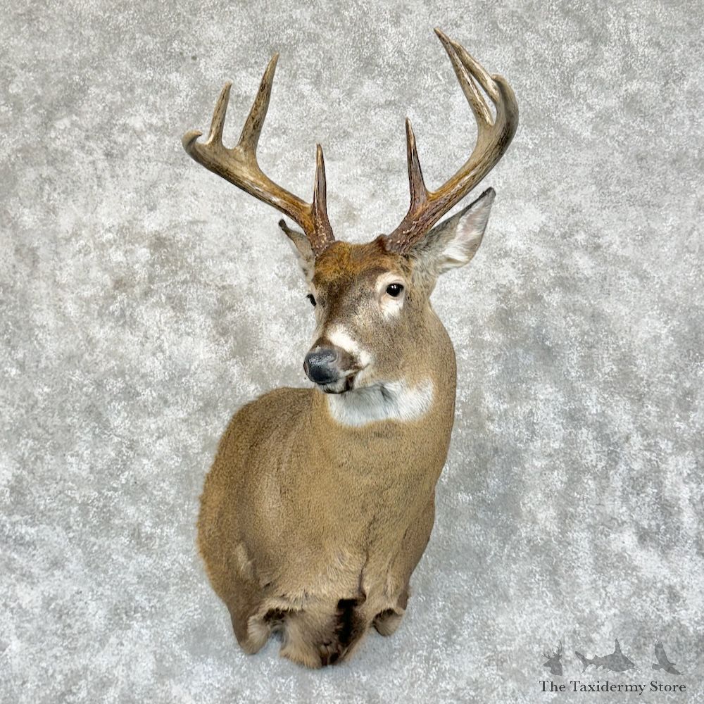 Whitetail Deer Shoulder Mount For Sale #29400 - The Taxidermy Store