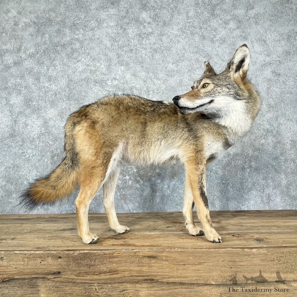 Coyote Life-Size Mount For Sale #26960 @ The Taxidermy Store