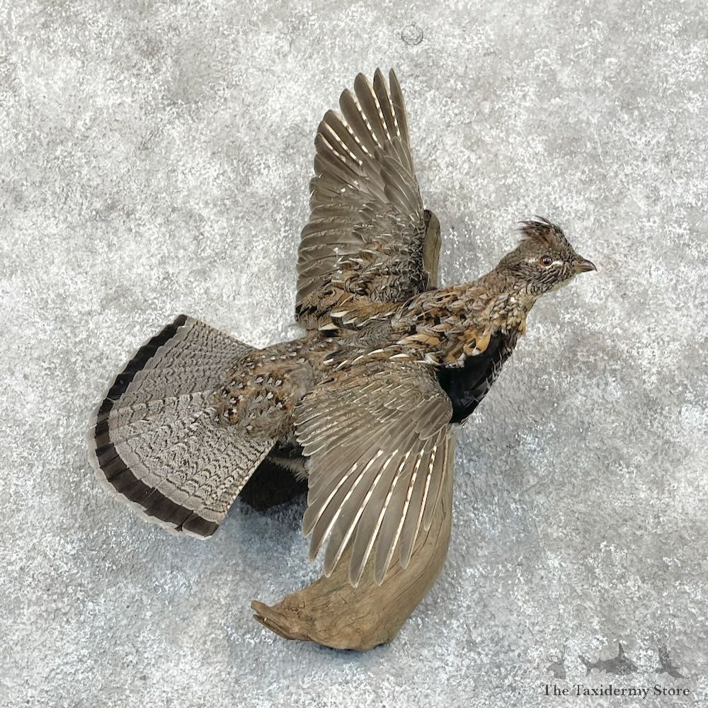 Ruffed Grouse Bird Mount For Sale #28432 @ The Taxidermy Store