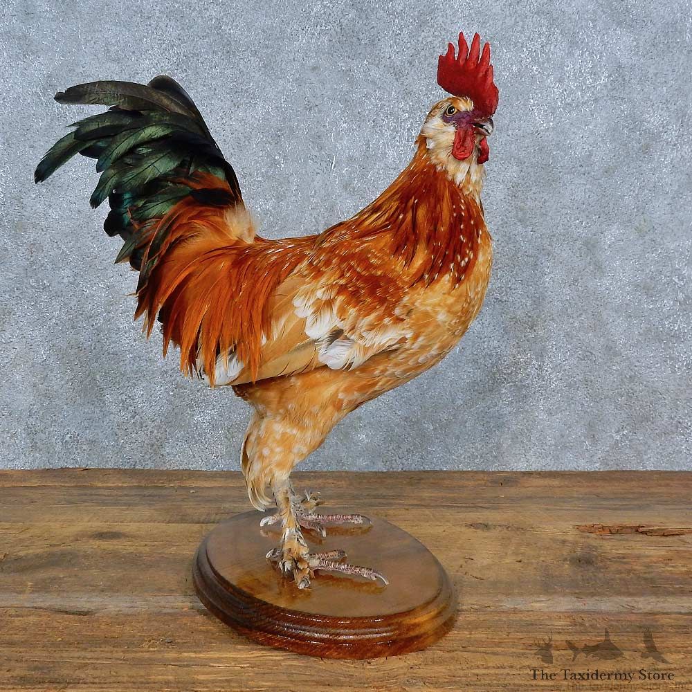 Mille Fleur Chicken Mount For Sale #15402 @ The Taxidermy Store