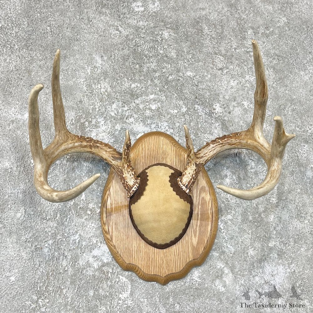 Whitetail Deer Antler Plaque Mount For Sale #26757 @ The Taxidermy Store