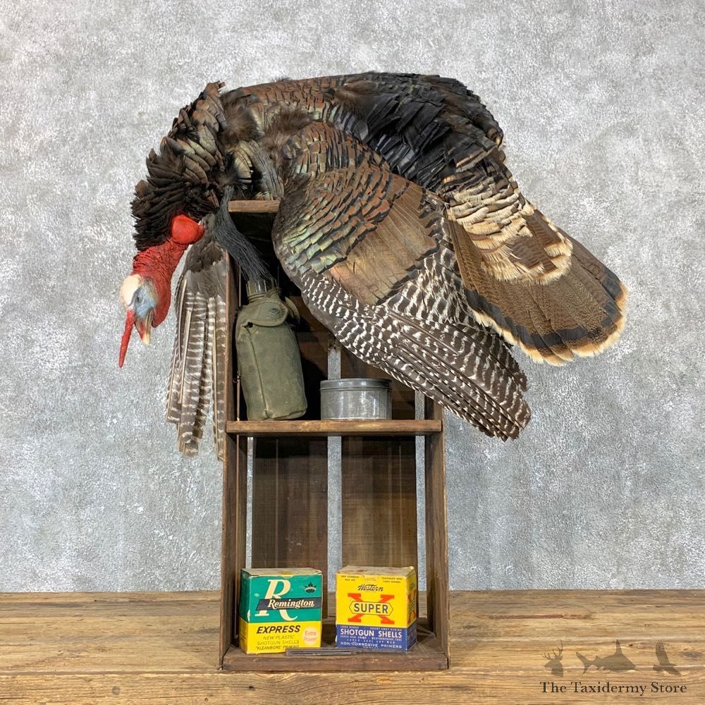 Merriam's Dead Mount Turkey Bird Mount For Sale #23712 @ The Taxidermy Store