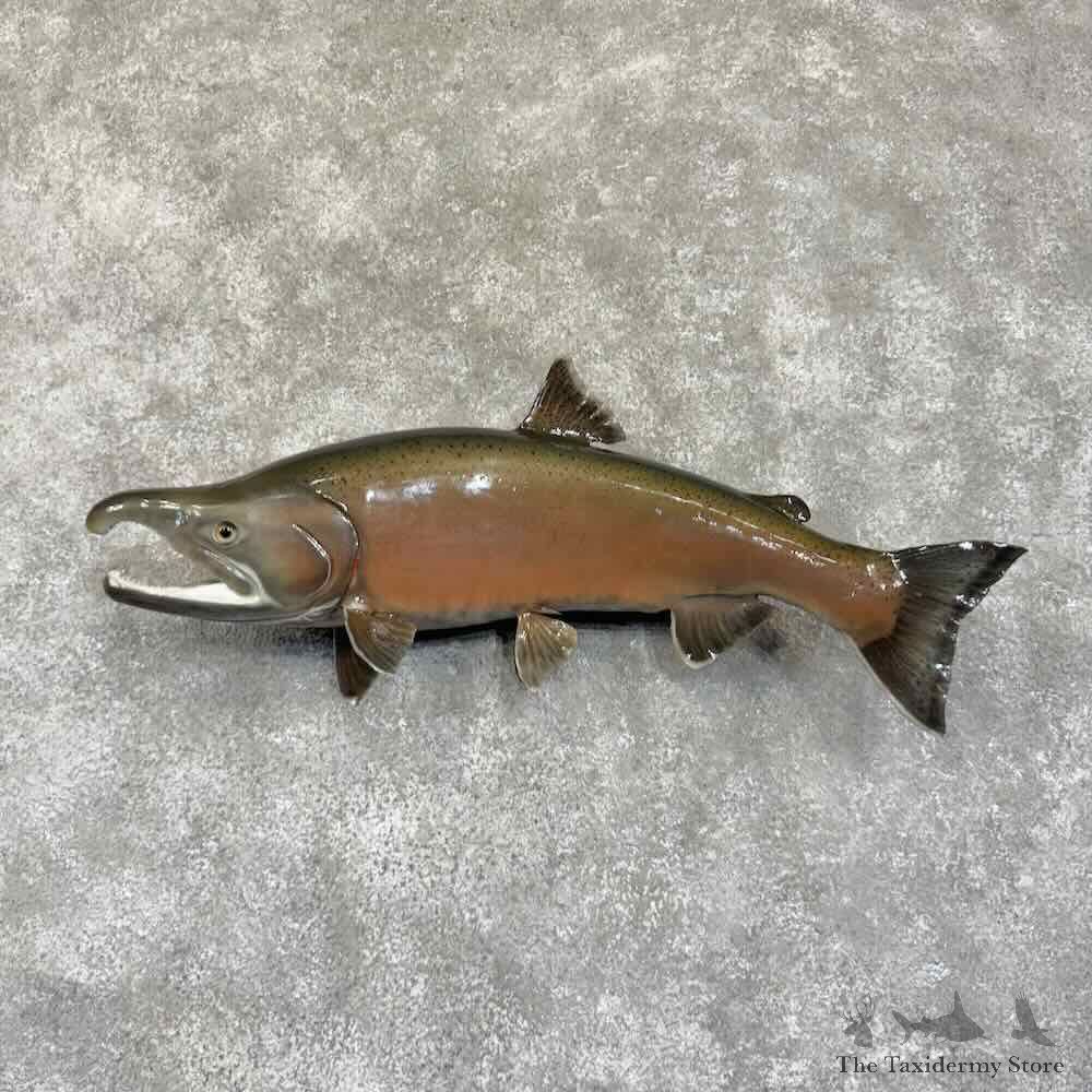 Spawning Phase King Chinook Salmon Fish Mount For Sale #30747 @ The Taxidermy Store