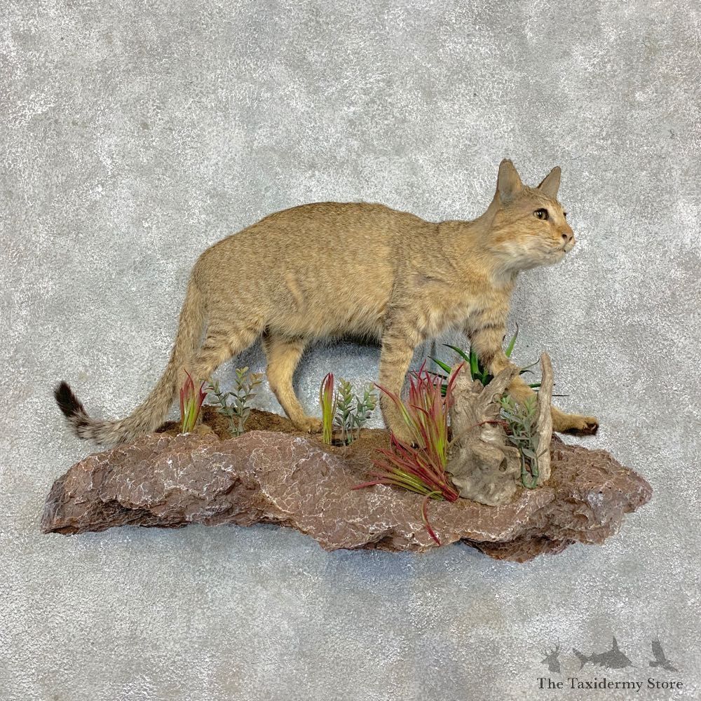 African Wildcat Taxidermy Mount For Sale #21471 @ The Taxidermy Store
