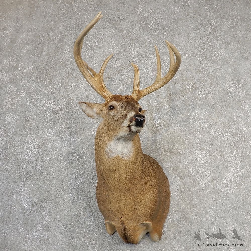 Whitetail Deer Shoulder Mount For Sale #21091 @ The Taxidermy Store