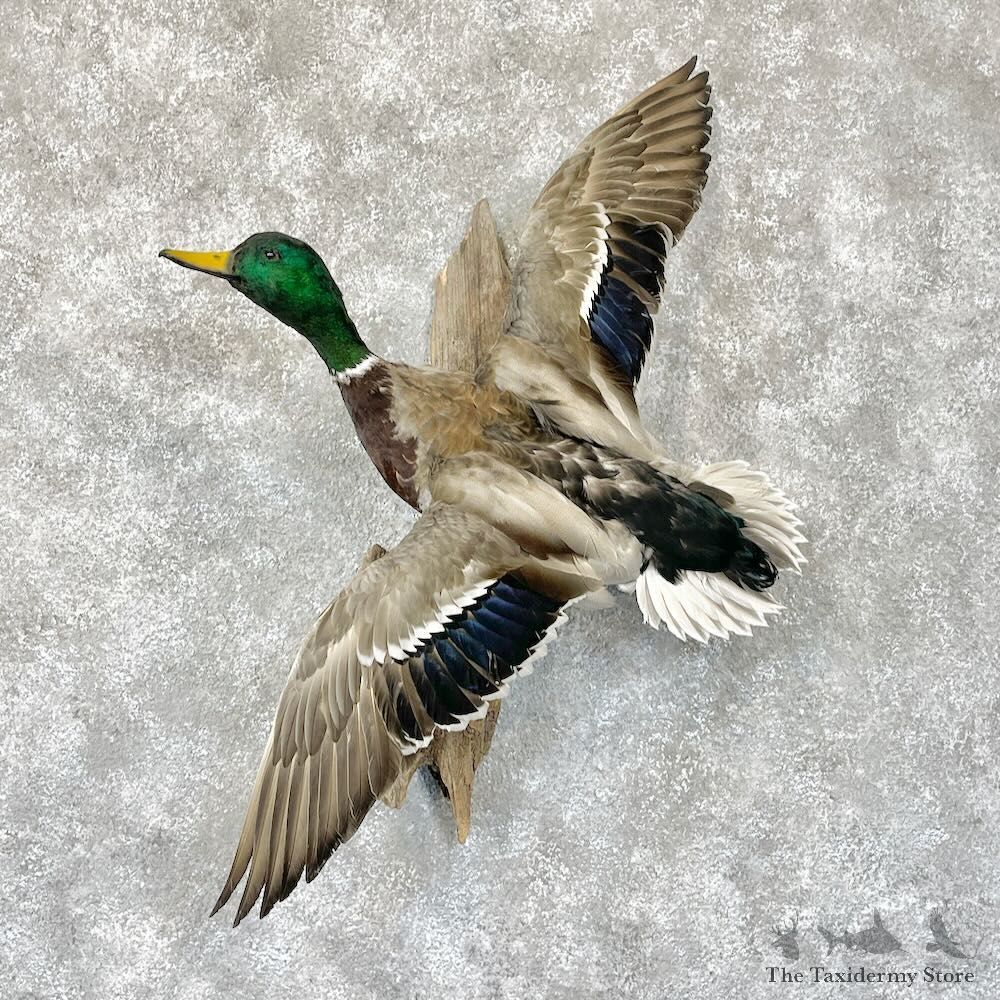 Mallard Duck Drake Mount For Sale #28326 @ The Taxidermy Store