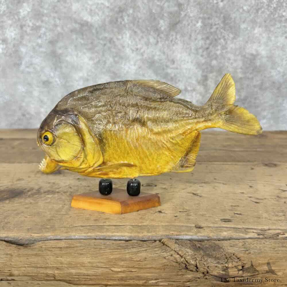 Red Bellied Piranha Fish Mount For Sale #31829 @ The Taxidermy Store