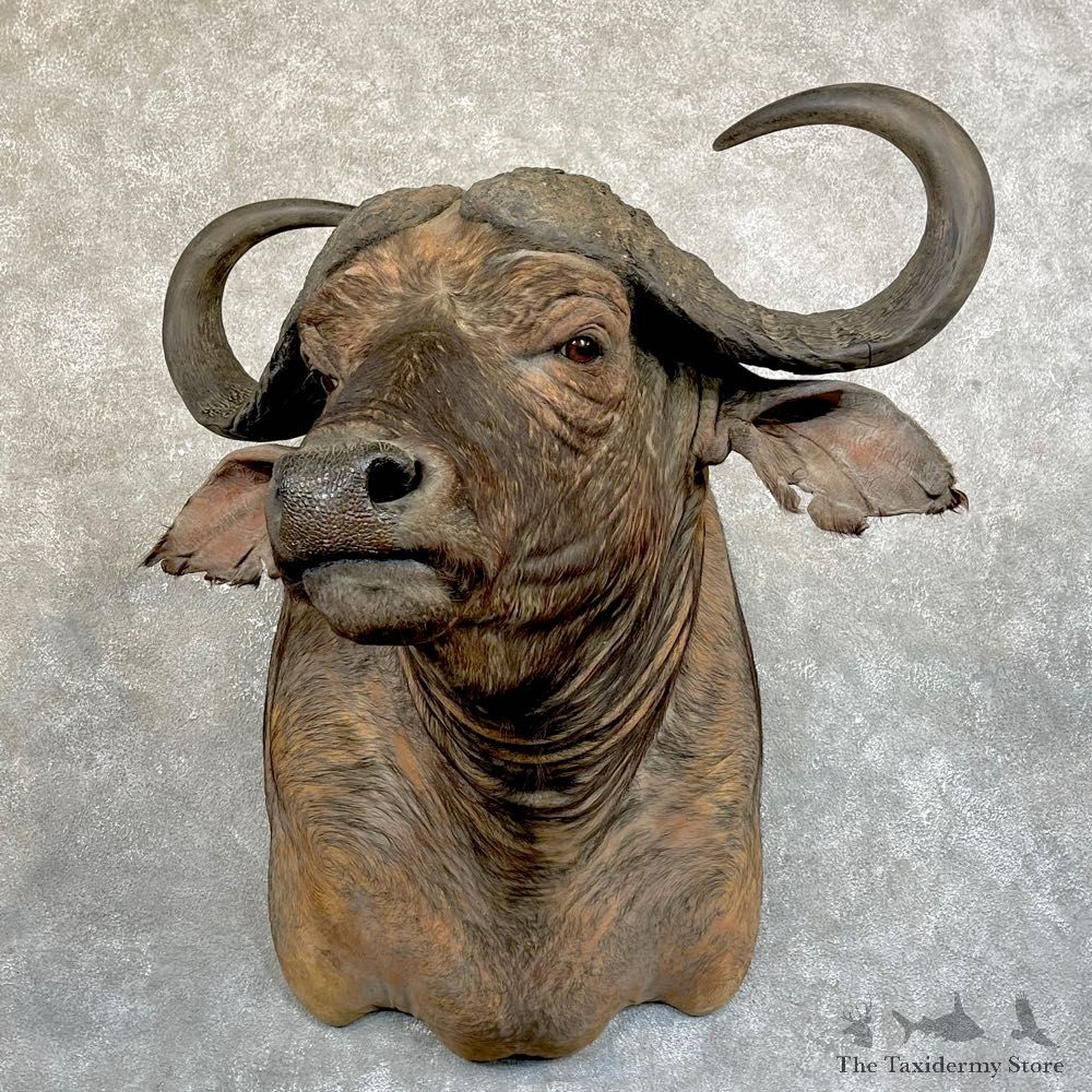 African Cape Buffalo Shoulder Mount For Sale #24228 @ The Taxidermy Store