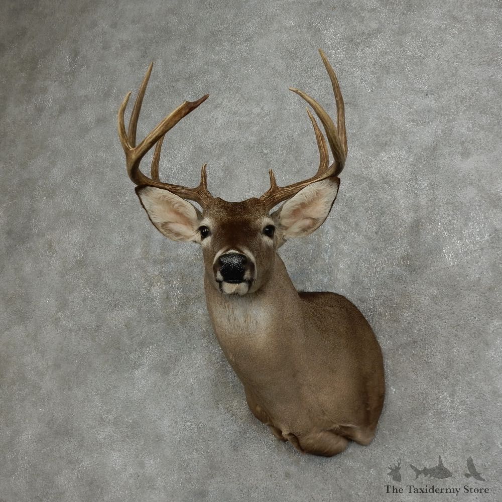 Whitetail Deer Shoulder Mount #16073 For Sale - The Taxidermy Store