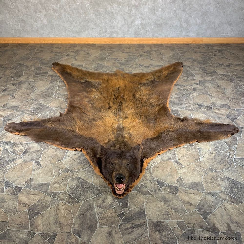 Chocolate Phase Black Bear Full-Size Rug For Sale #24008 @ The Taxidermy Store