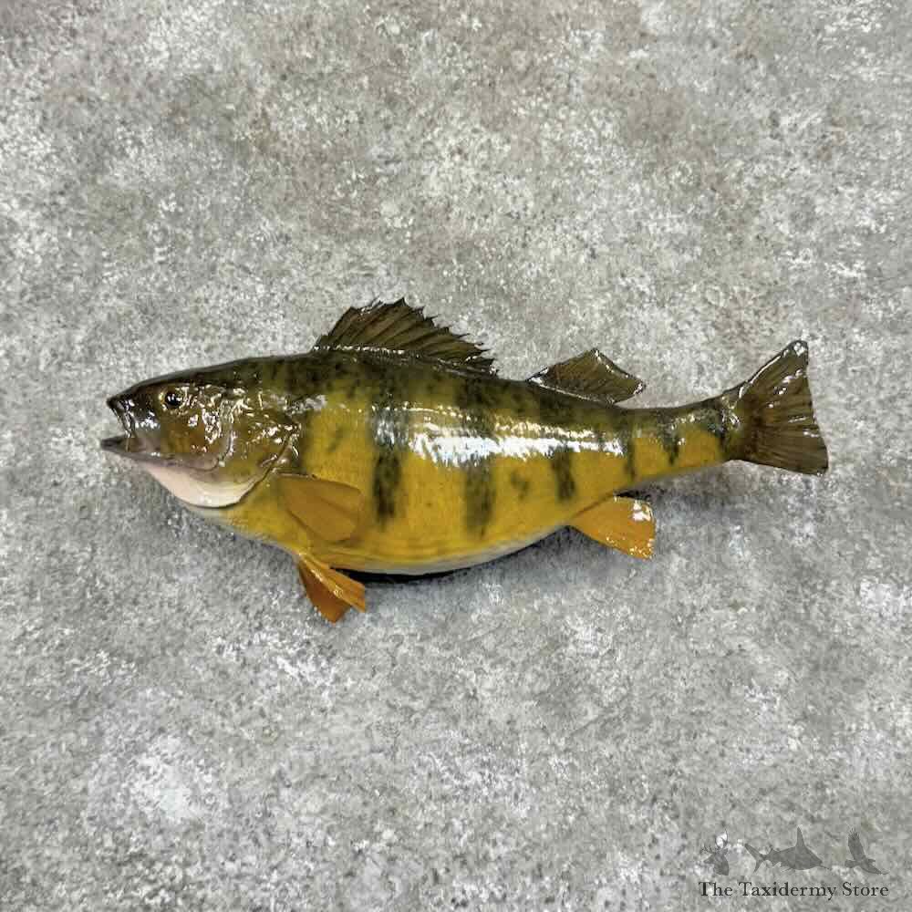 Yellow Perch Fish Mount For Sale #30981 @ The Taxidermy Store