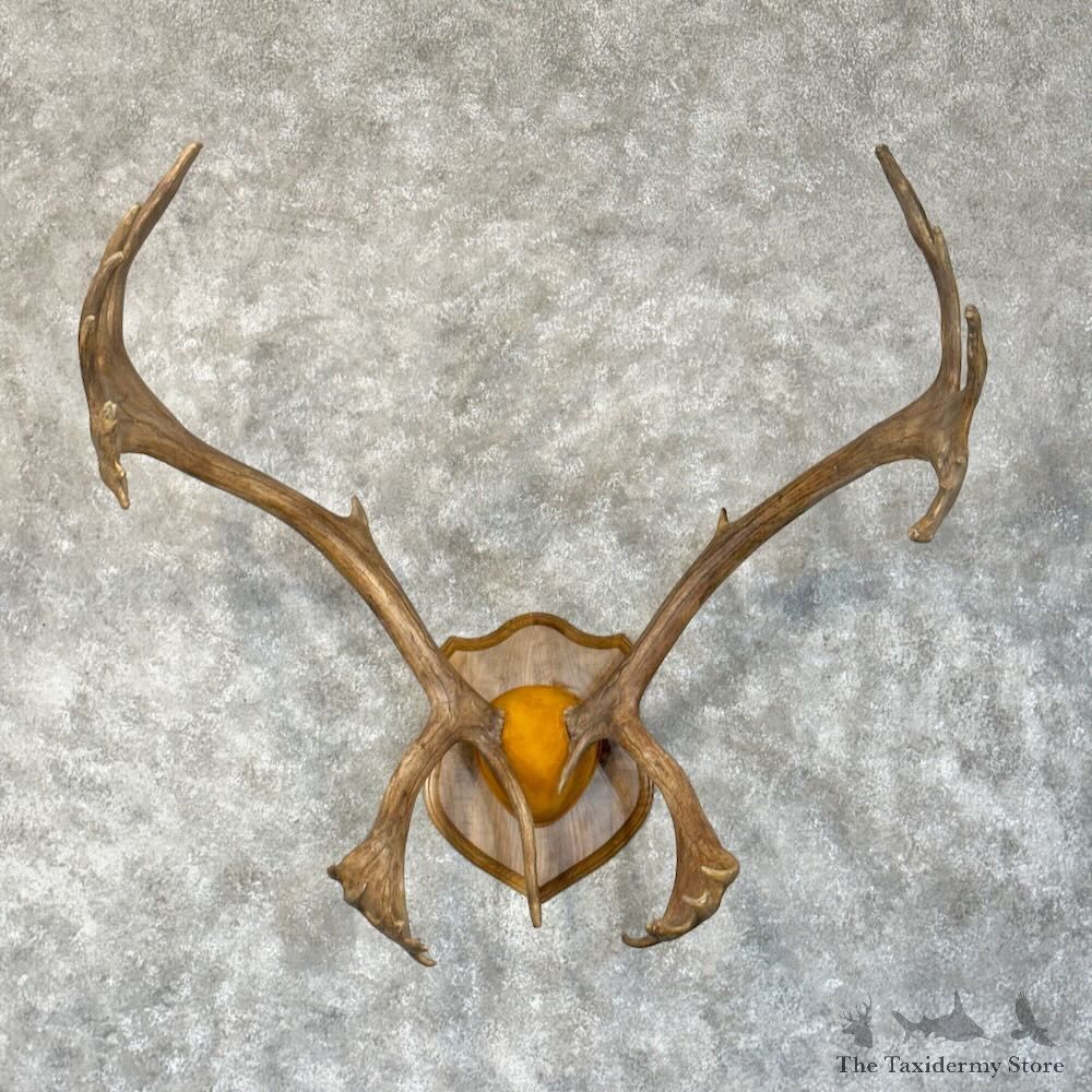 Barren-Ground Caribou Plaque Mount For Sale #28911 @ The Taxidermy Store