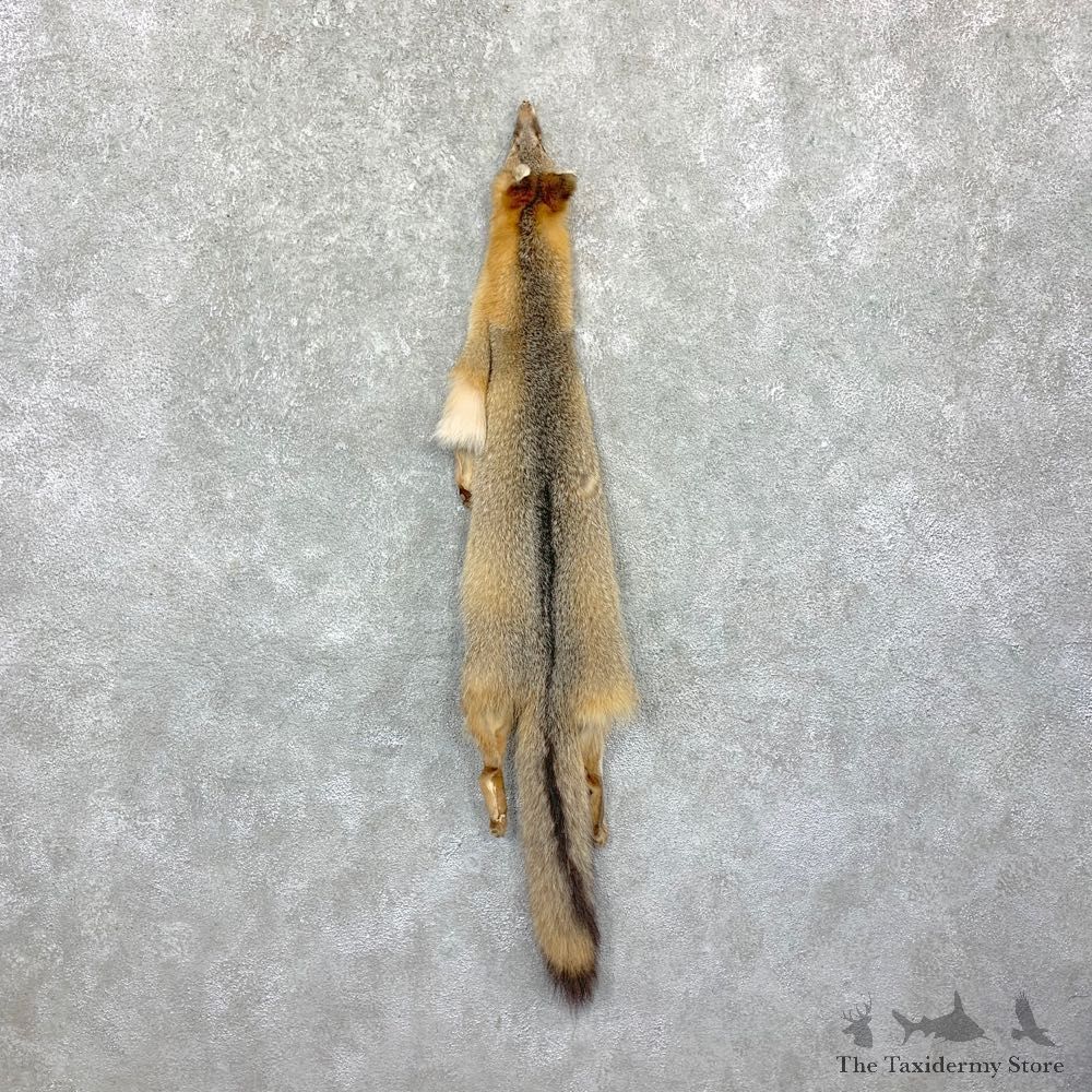 Grey Fox Tanned Hide For Sale #23171 @ The Taxidermy Store