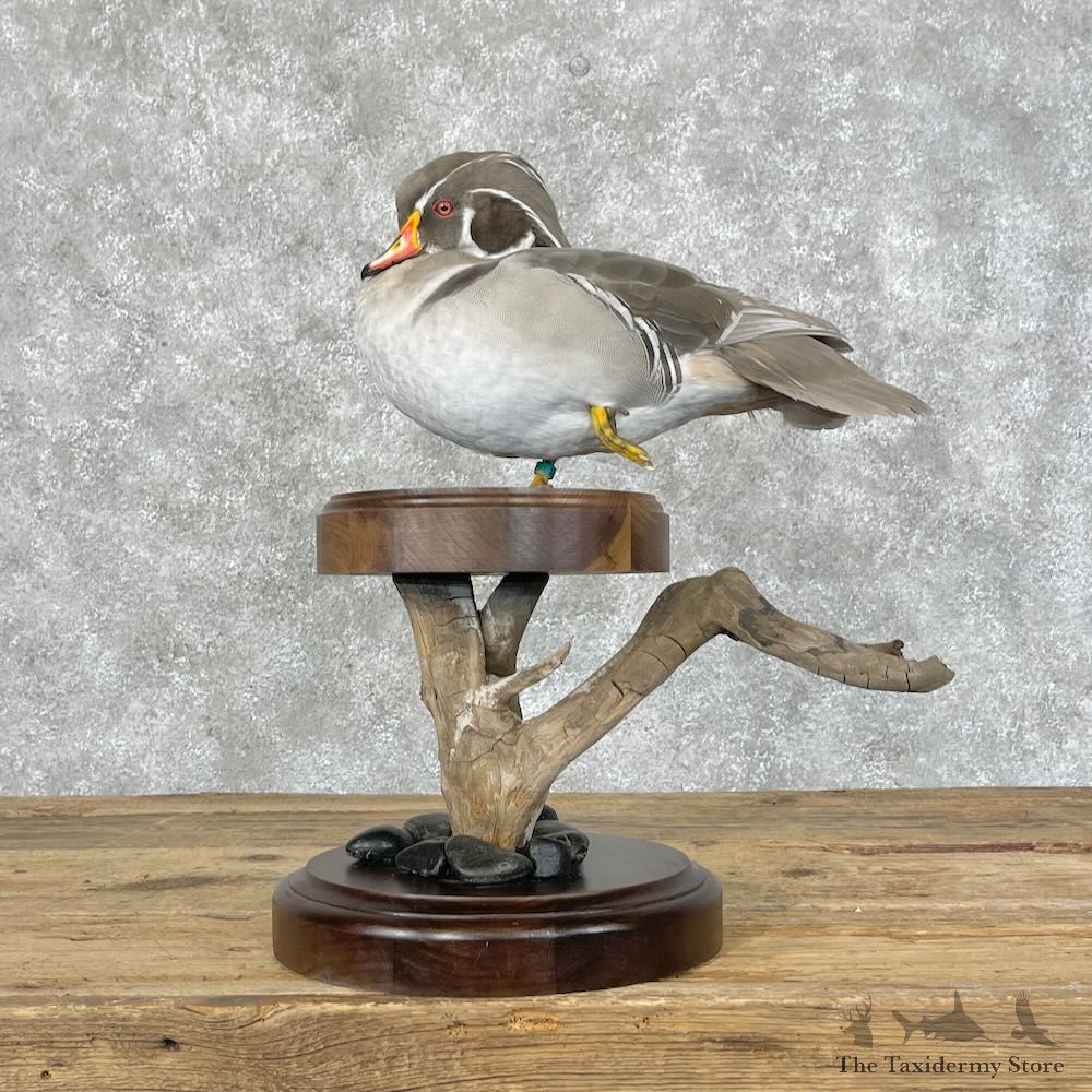 Silver Wood Duck Bird Mount For Sale #28402 - The Taxidermy Store