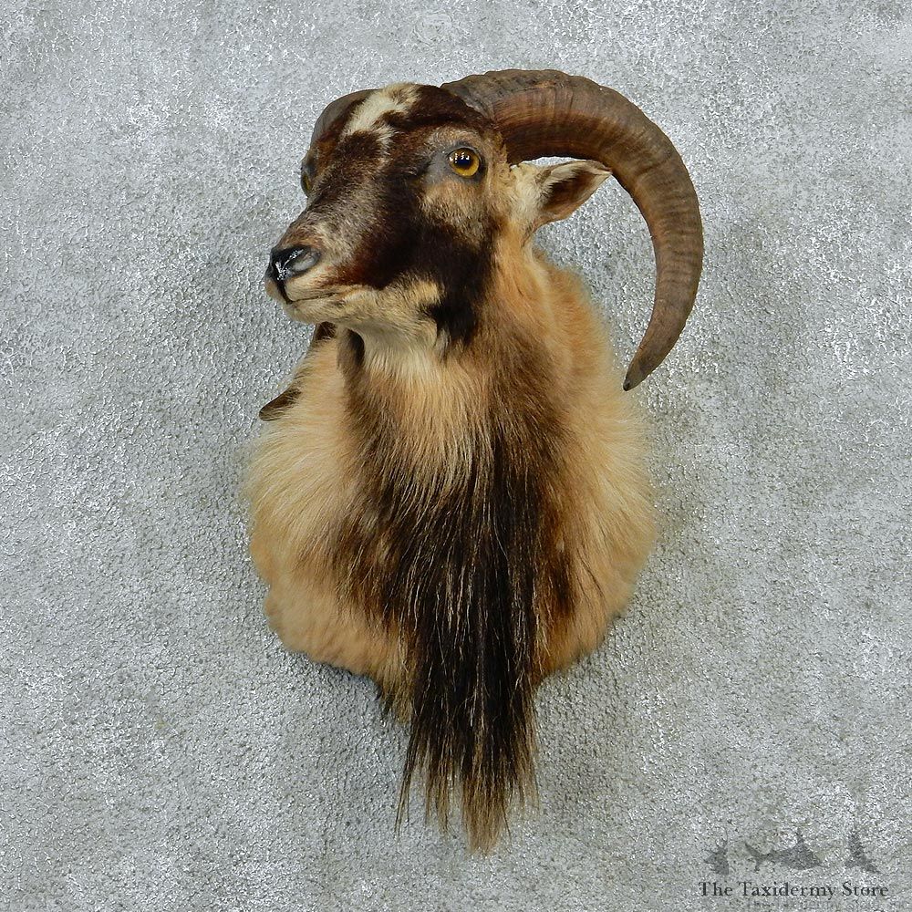 Corsican Ram Taxidermy Mount #12883 For Sale @ The Taxidermy Store