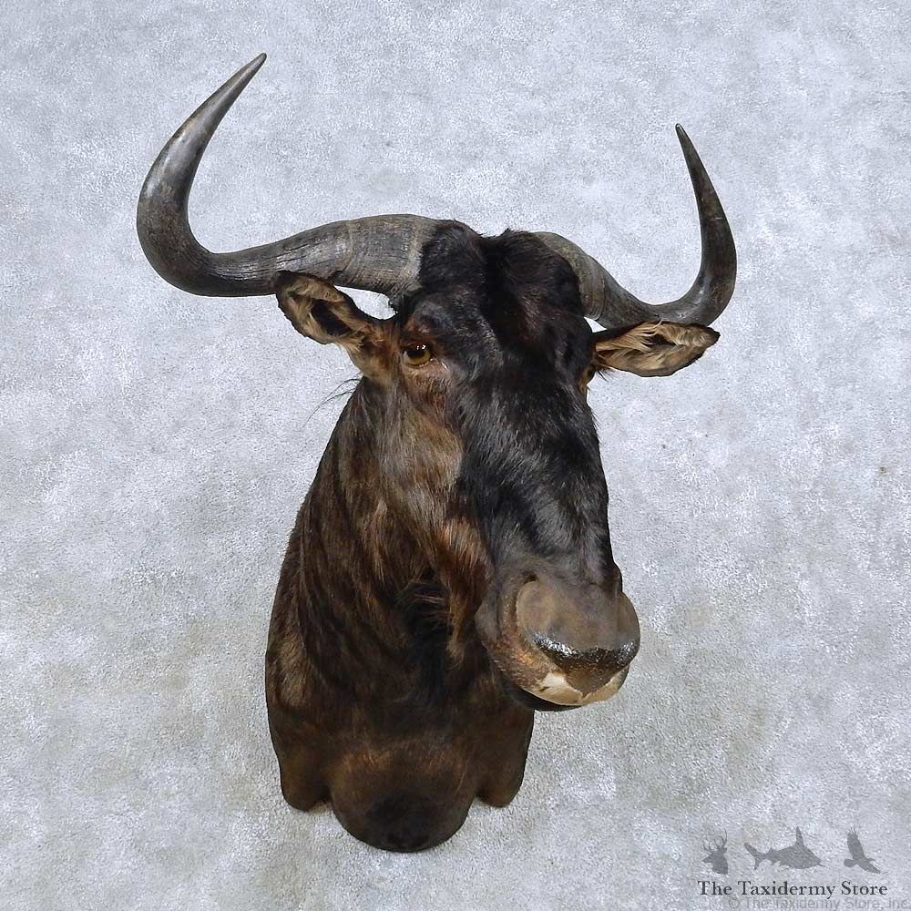 Blue Wildebeest Shoulder Mount For Sale #14587 @ The Taxidermy Store