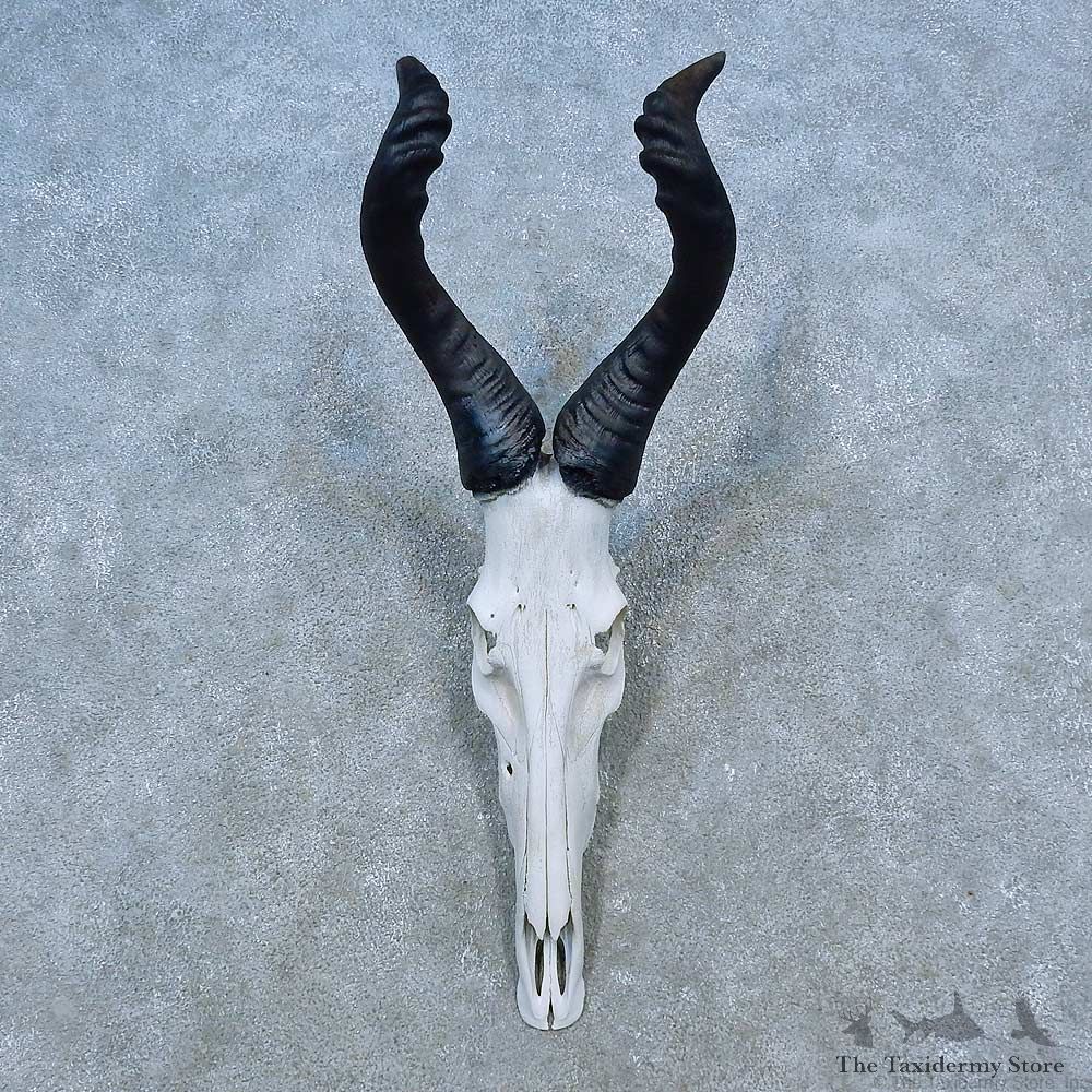 Hartebeest Skull & Horn European Mount For Sale #15527 @ The Taxidermy Store