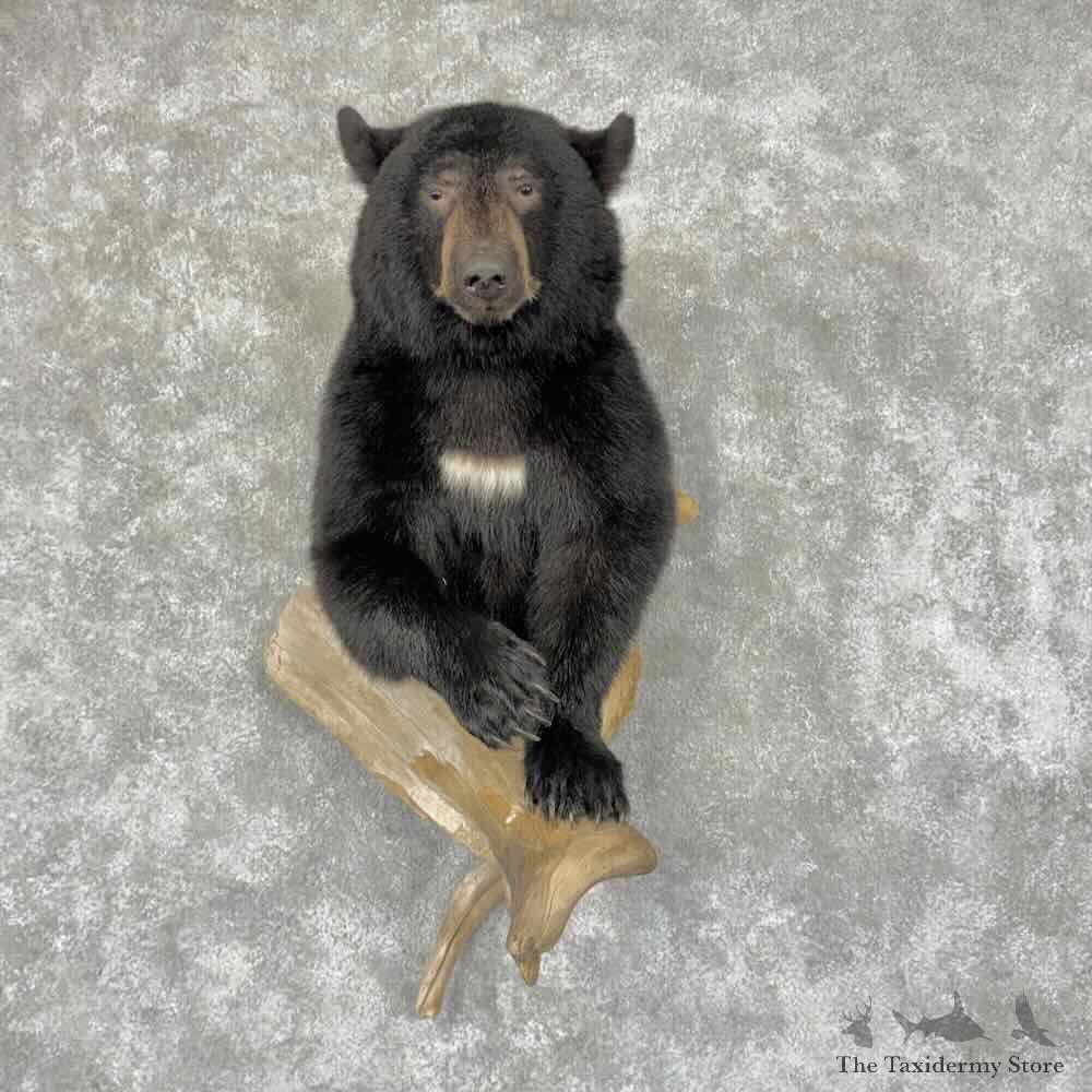 Black Bear Half Life Size Mount For Sale #32057 @ The Taxidermy Store