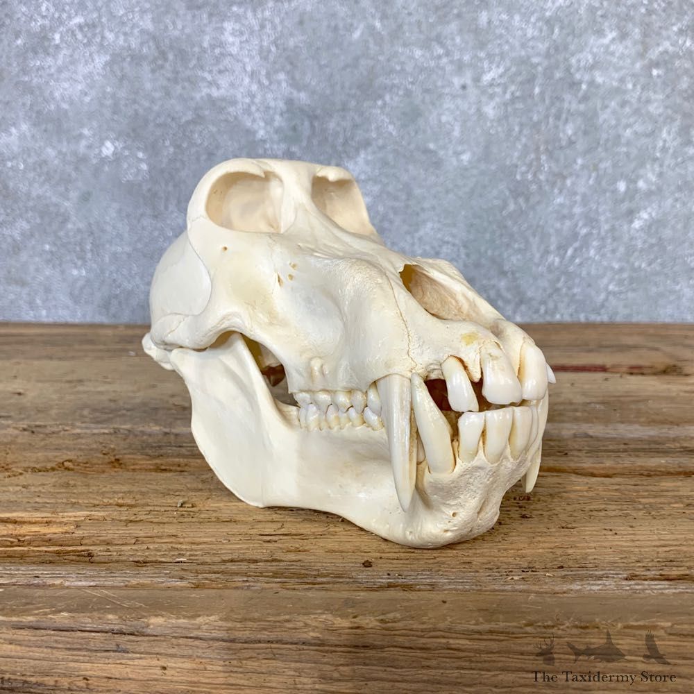 Chacma Baboon Taxidermy Full Skull Mount #21641 For Sale @The Taxidermy Store