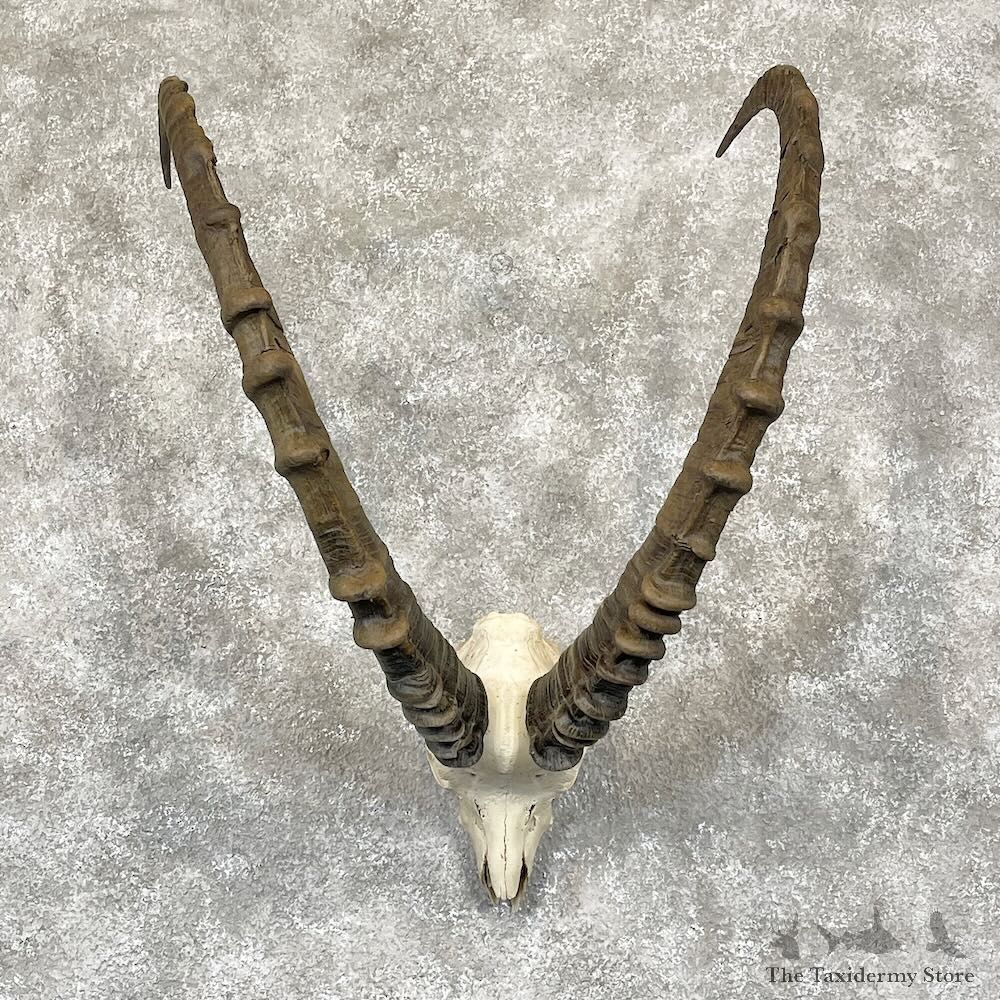 Siberian Ibex Skull Mount For Sale #28263 @ The Taxidermy Store
