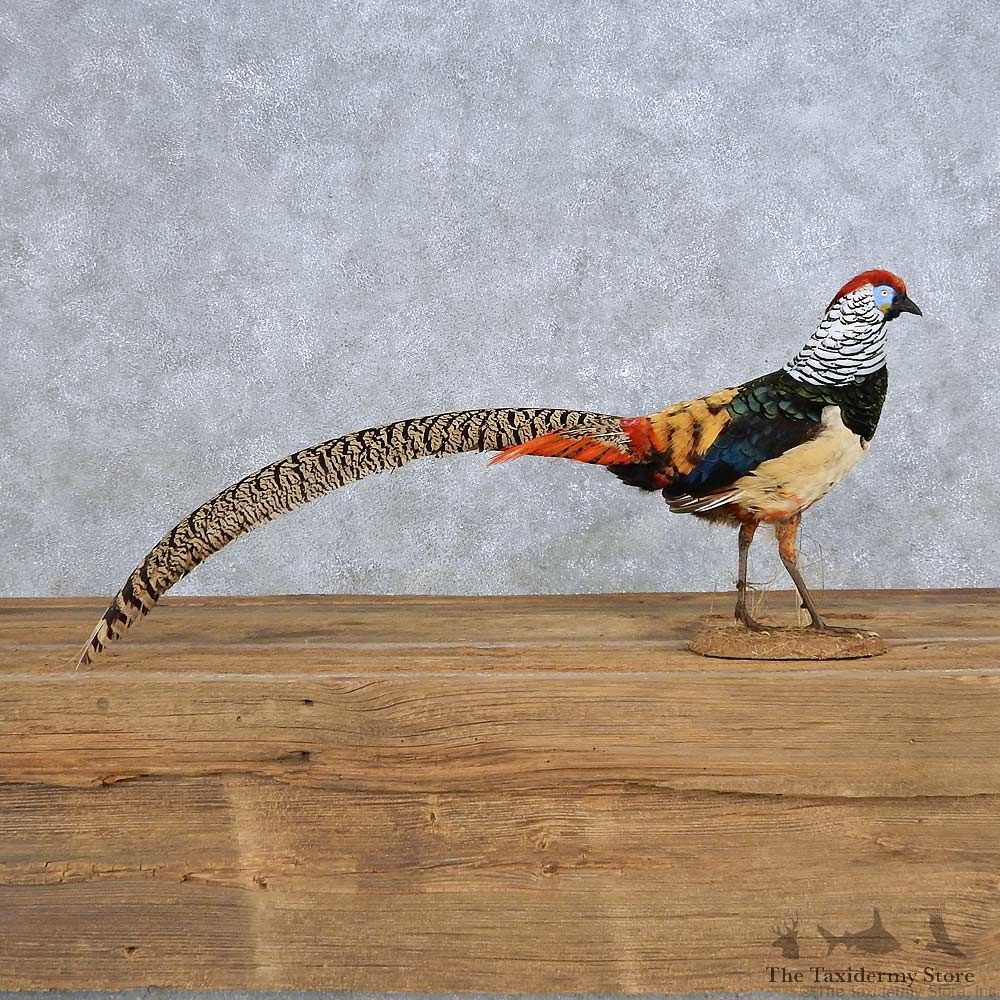 Standing Lady Amherst Pheasant Mount For Sale #14150 @ The Taxidermy Store