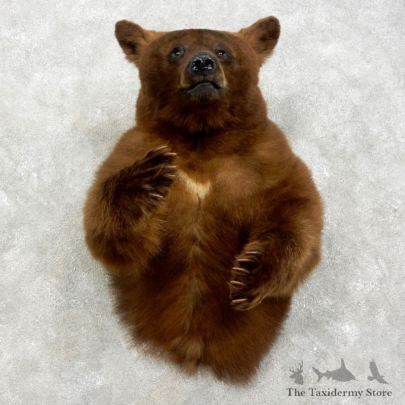 Cinnamon Bear 1/2-Life-Size Mount For Sale #17533 @ The Taxidermy Store