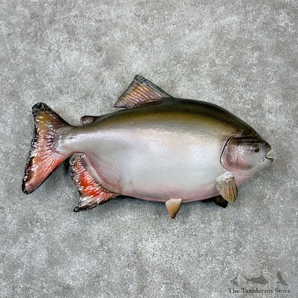 Pacu Fish Mount For Sale #29808 @ The Taxidermy Store