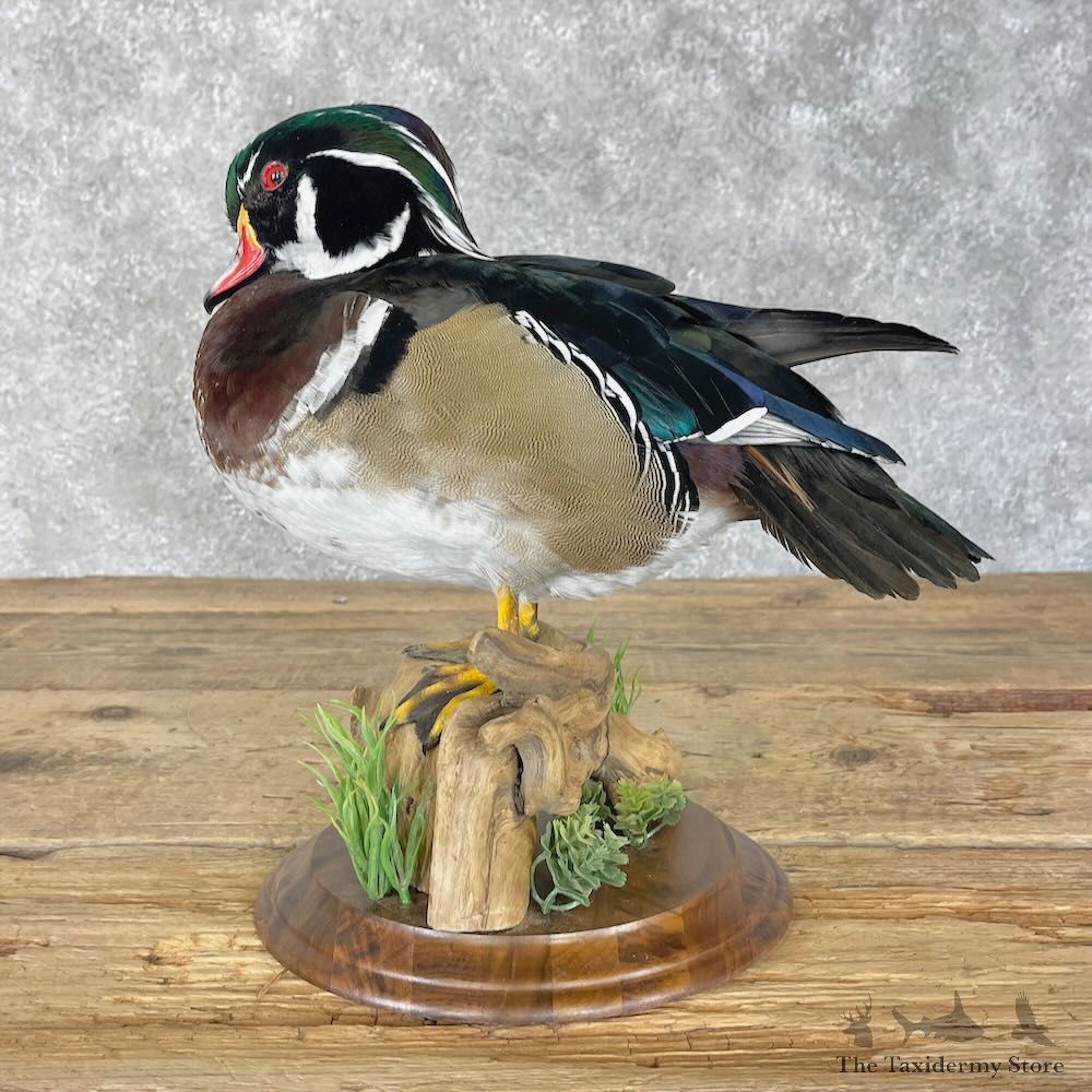 Wood Duck Bird Mount For Sale #28509 - The Taxidermy Store