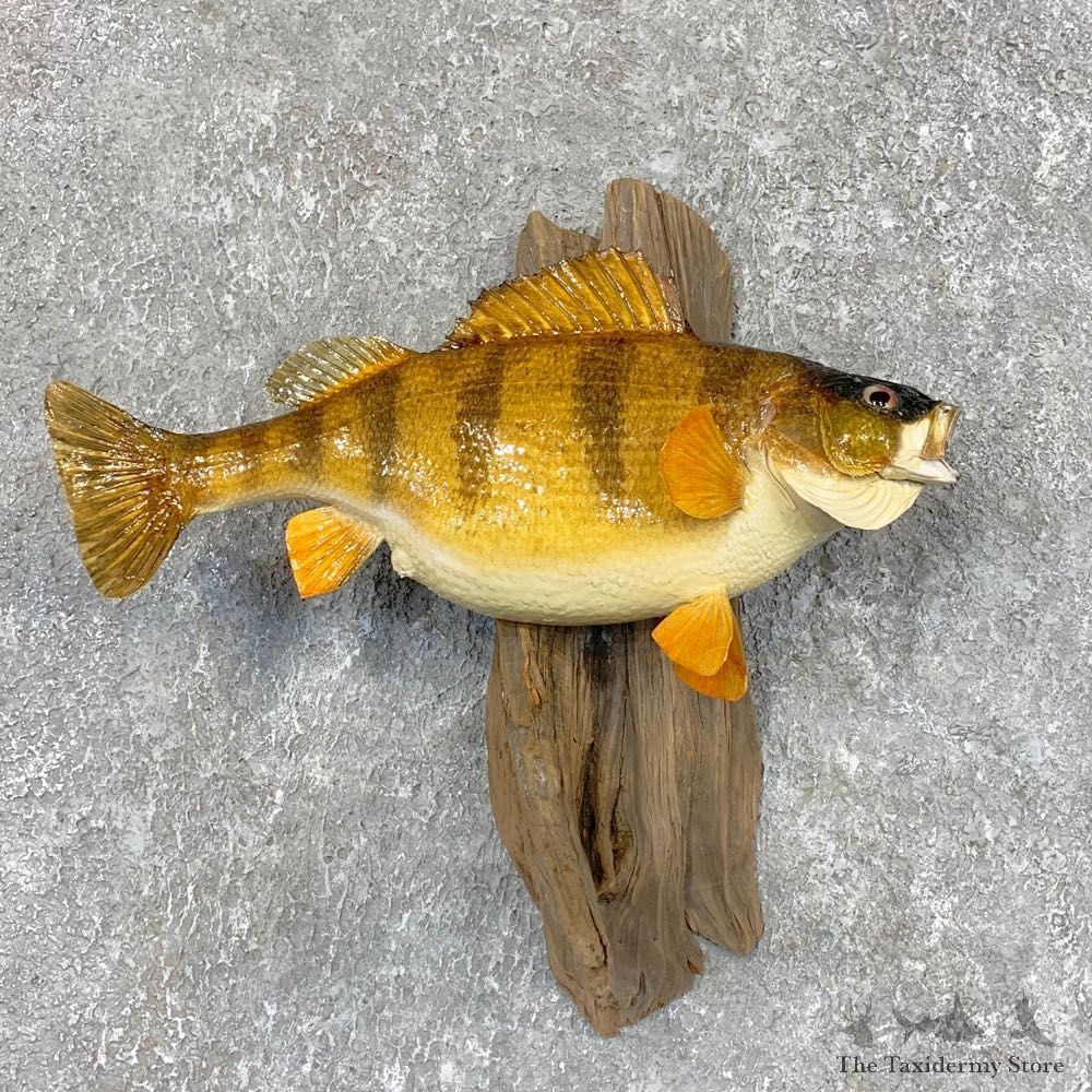 Yellow Perch Fish Mount For Sale #22008 @ The Taxidermy Store