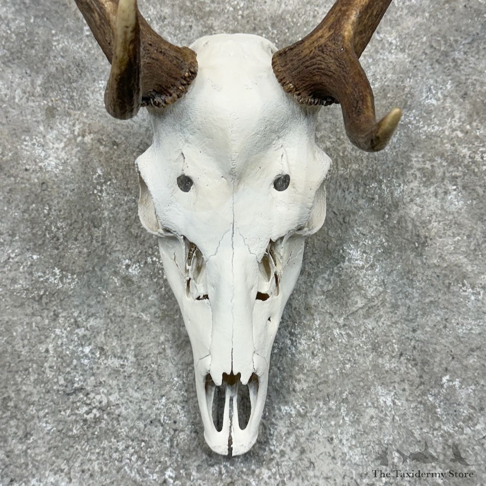 Fallow Deer Skull Antler European Mount For Sale #29422 @ The Taxidermy Store