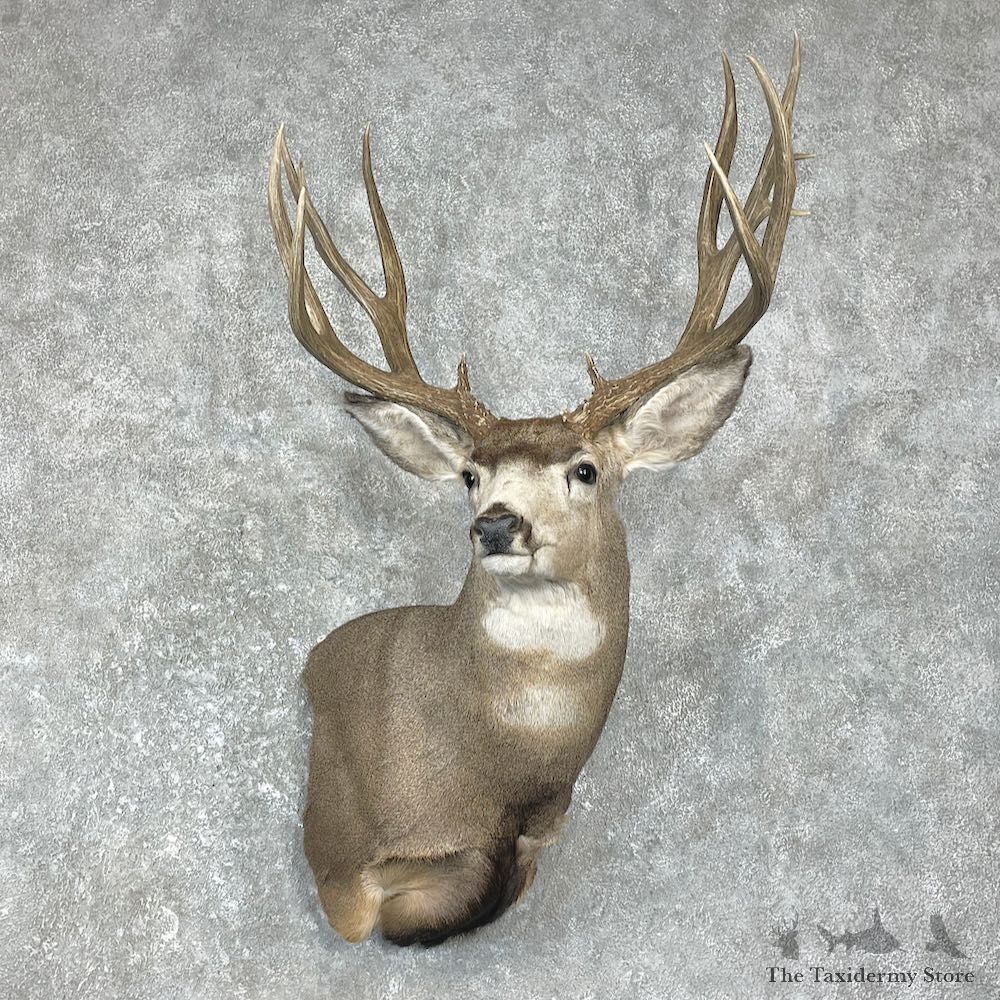 Mule Deer Shoulder Mount For Sale #26245 @ The Taxidermy Store