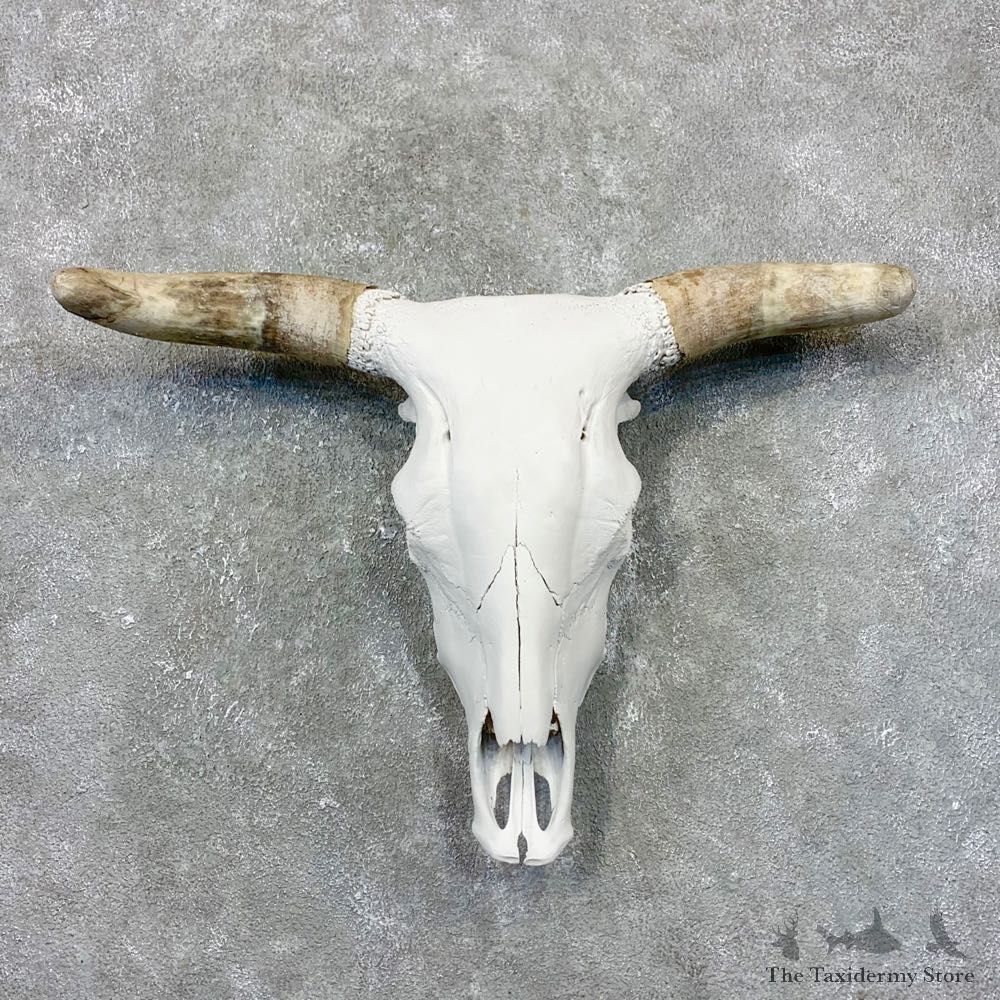 Rodeo Bull Skull European Mount For Sale #24022 @ The Taxidermy Store