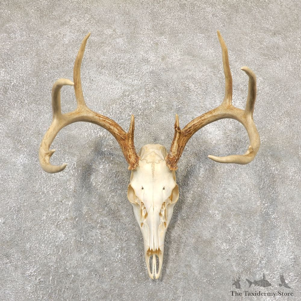 Whitetail Deer Skull European Mount For Sale #18933 @ The Taxidermy Store