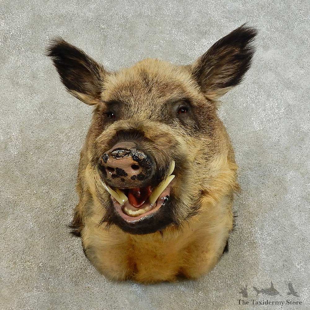 Wild Boar Shoulder Mount For Sale #16480 @ The Taxidermy Store