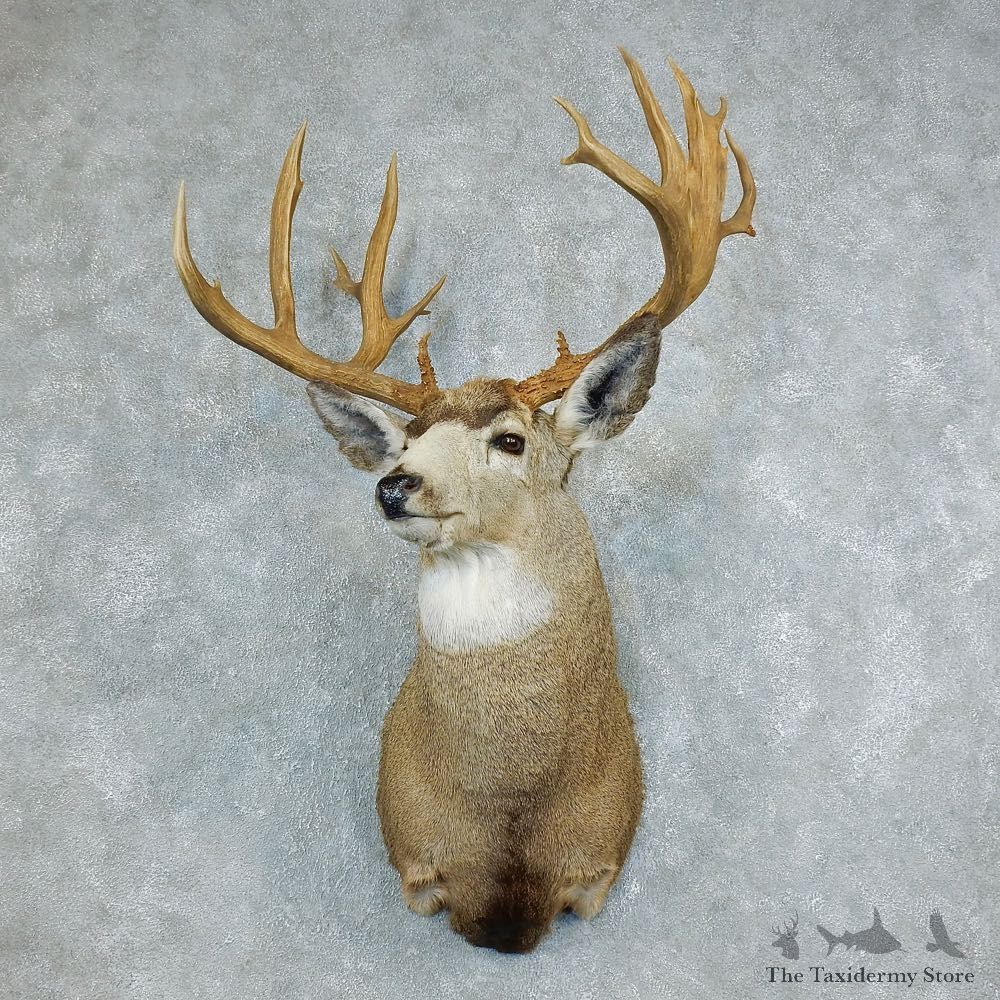 Mule Deer Shoulder Taxidermy Head Mount For Sale #18508 @ The Taxidermy Store