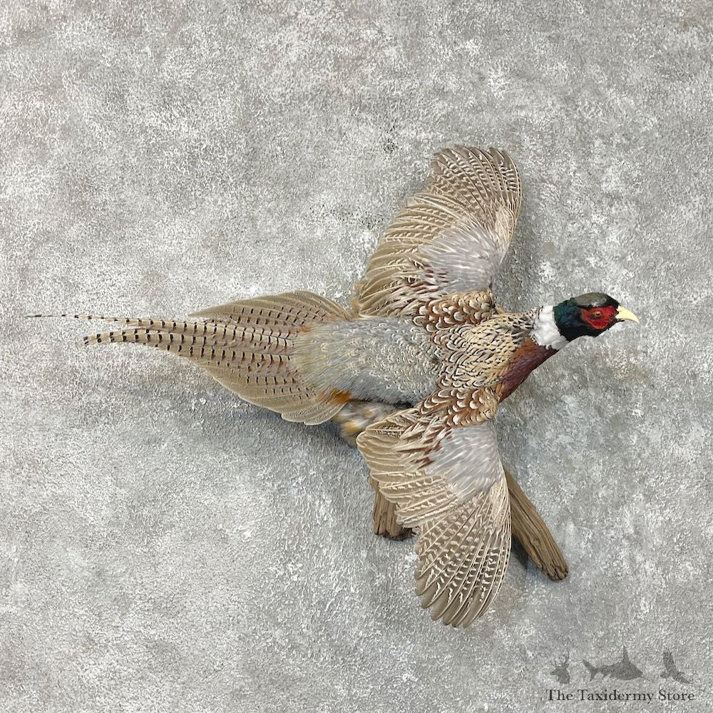 Ringneck Pheasant Bird Mount For Sale #25387 @ The Taxidermy Store