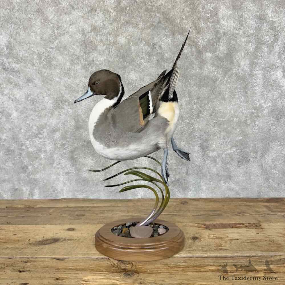 Pintail Duck Drake Bird Mount For Sale #31809 @ The Taxidermy Store