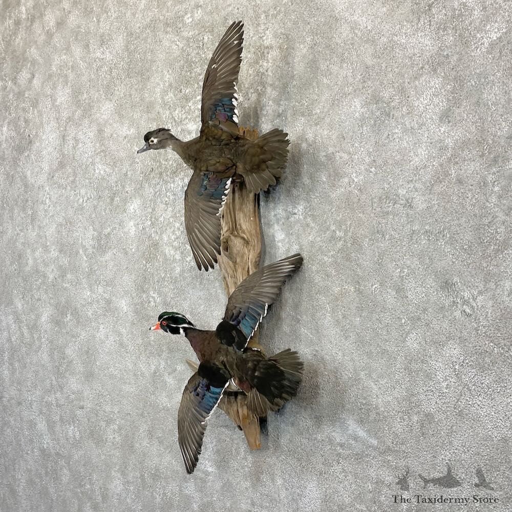 Wood Duck Scene Mount For Sale #27838 @ The Taxidermy Store