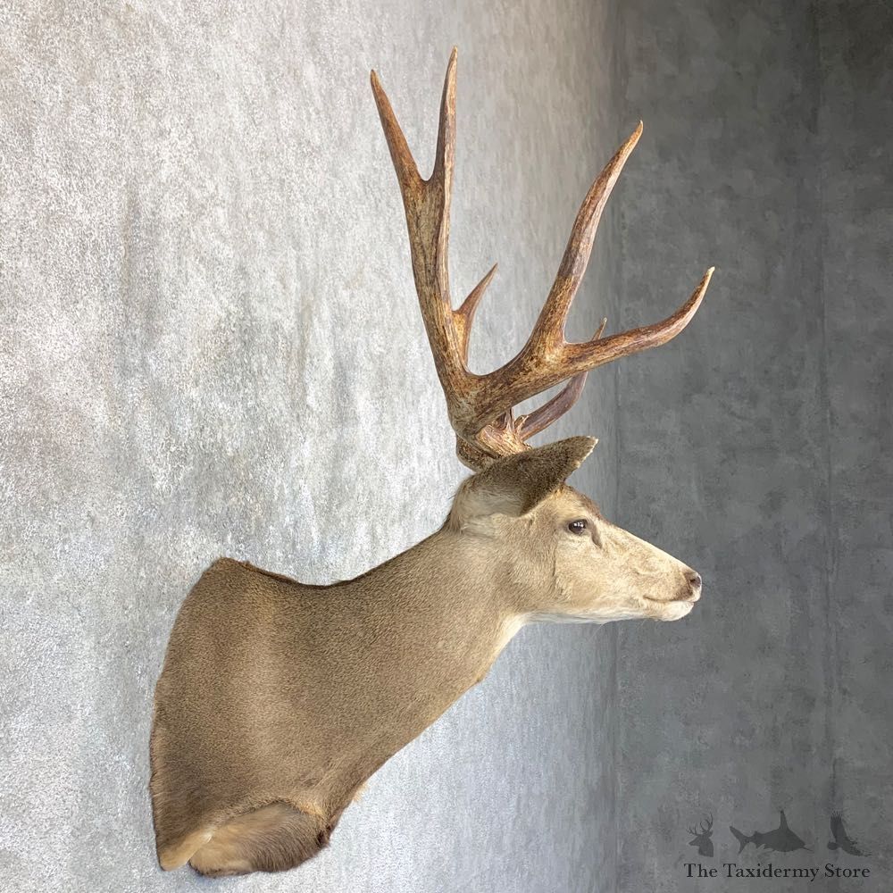 Sonora Desert Mule Deer Shoulder Mount For Sale #23800 @ The Taxidermy Store