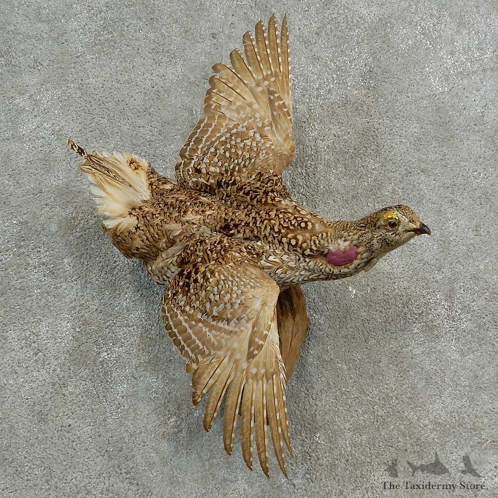 Sharp-tailed Grouse Bird Mount For Sale #17002 @ The Taxidermy Store
