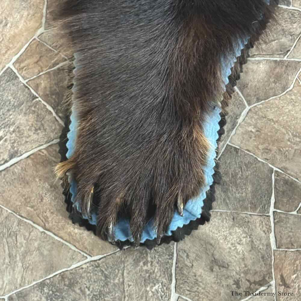 Black Bear Full-Size Rug For Sale #31034 @ The Taxidermy Store