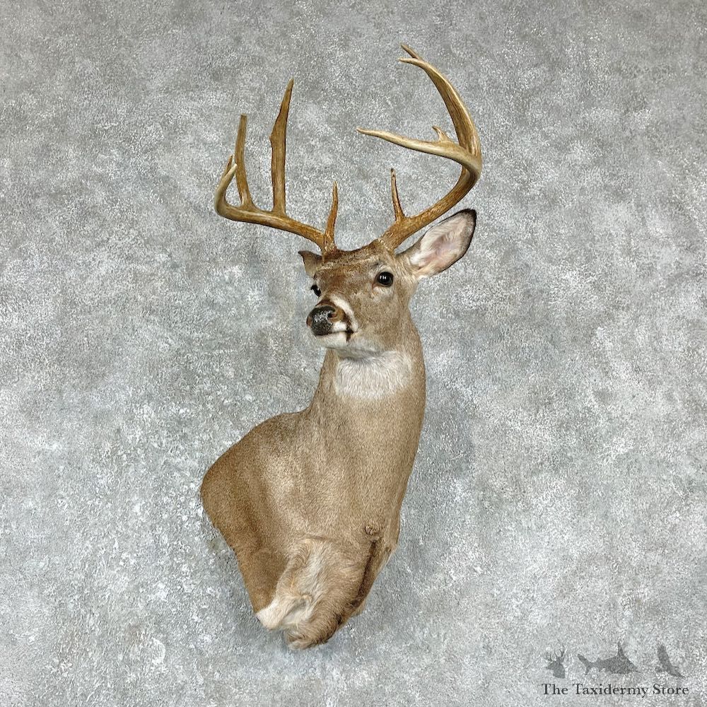 Whitetail Deer Shoulder Mount For Sale #25849 @ The Taxidermy Store